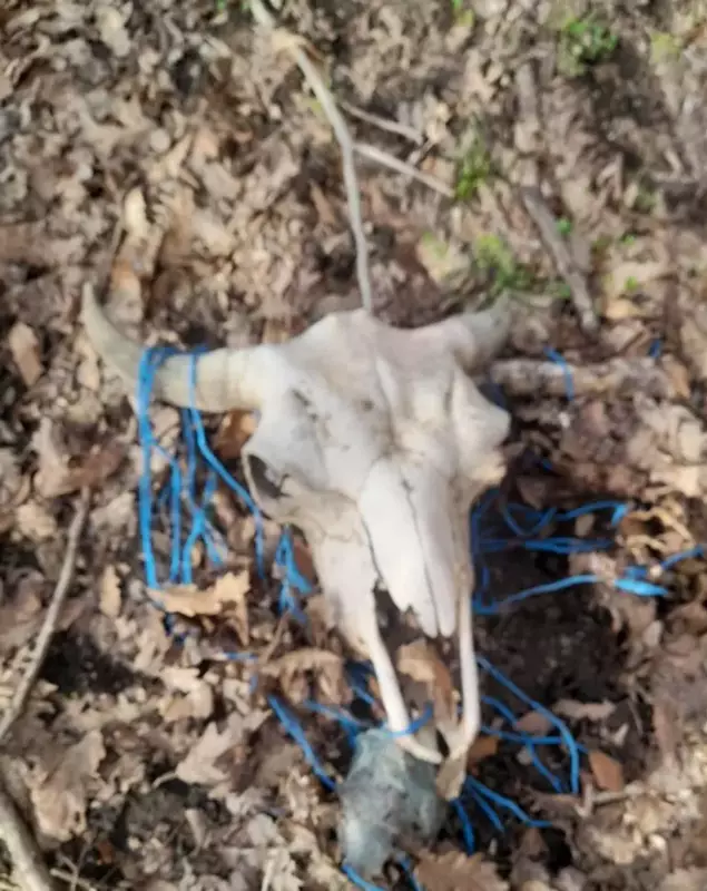 Masacrul de la ferma de bizoni din Cluj, pus în aplicare de un fost chestor de poliție Masacrul de la ferma de bizoni din Cluj, pus în aplicare de un fost chestor de poliție